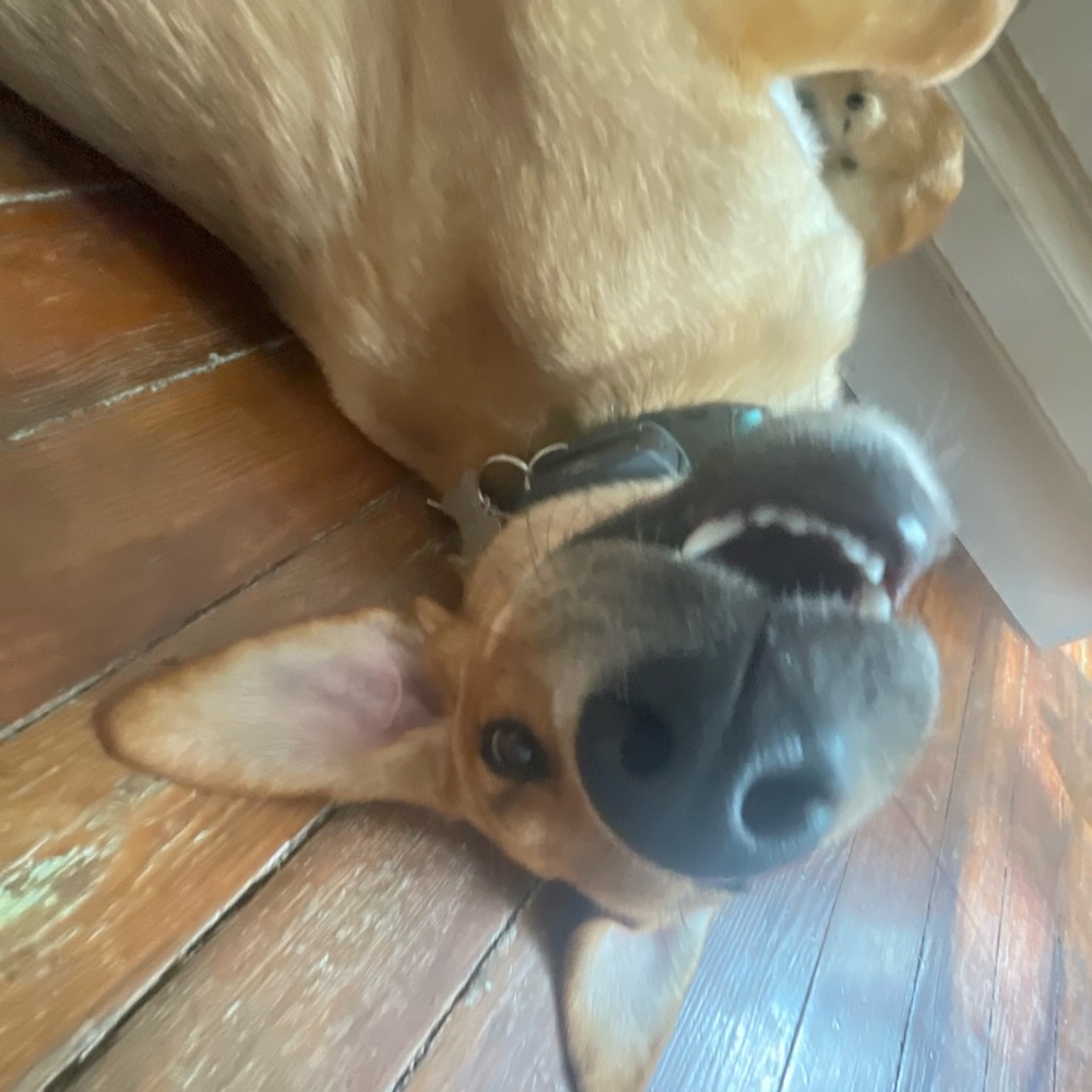 Meet your Posher, Ella